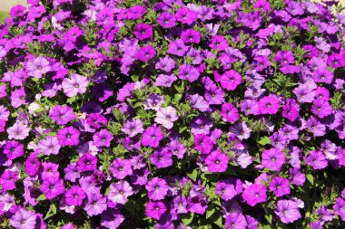 Pembe çiçekler arka plan