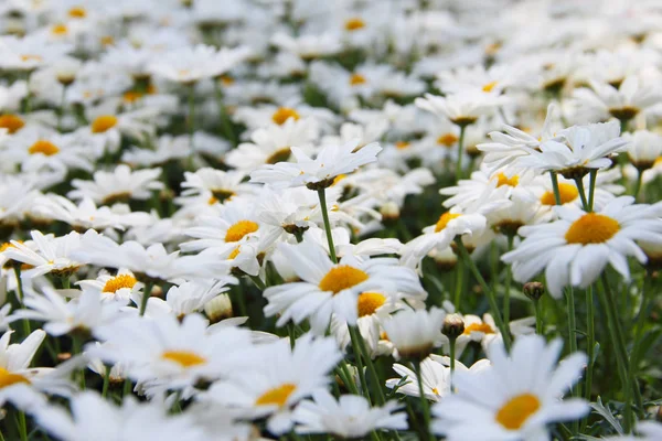 Camomilas em flor no prado — Fotografia de Stock