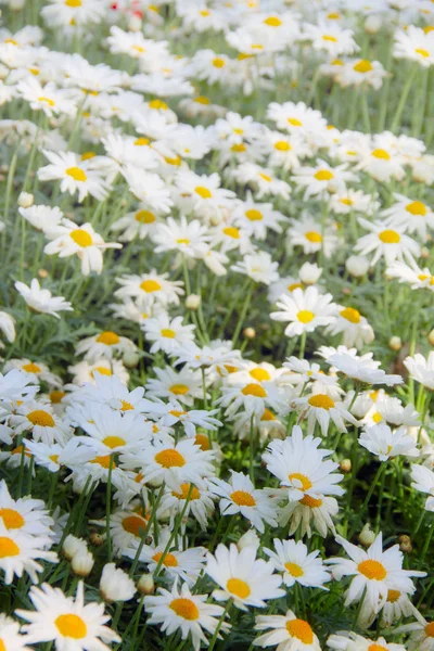 Camomilas em flor no prado — Fotografia de Stock