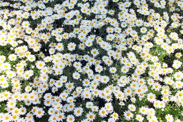 Camomilas em flor no prado — Fotografia de Stock