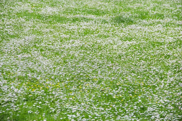 Frühling Gänseblümchen Blumen Wiese — Stockfoto