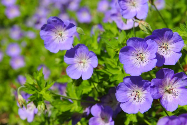 Flores púrpura fondo — Foto de Stock