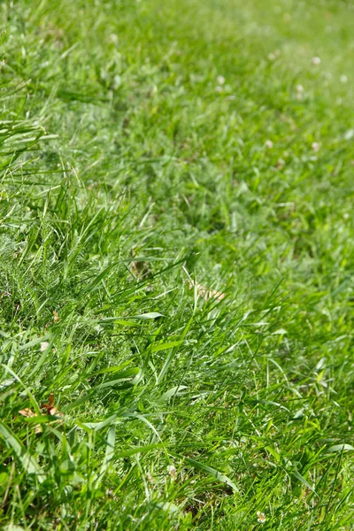 Green grass background — Stock Photo, Image