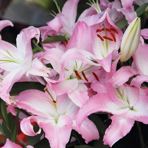 Pink lily flower bouquet — Stock Photo, Image