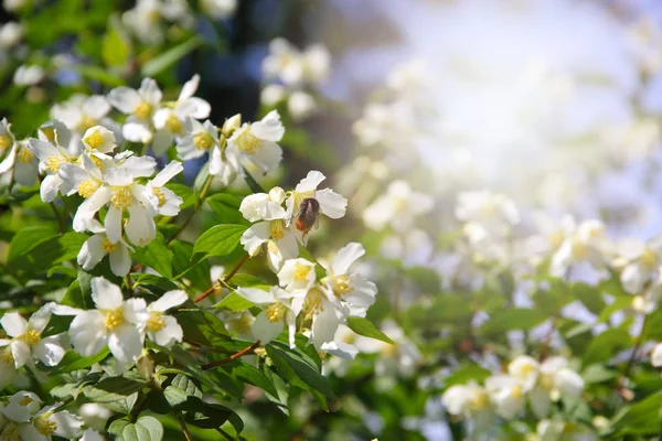 Jasmine flowers in bloom — Stock Photo, Image