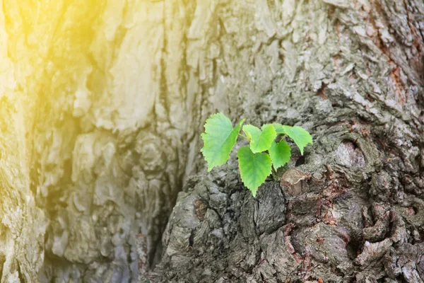 Sprout grow on tree — Stock Photo, Image