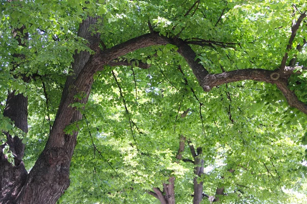 Tília velha árvore — Fotografia de Stock