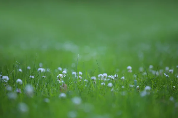 Trébol blanco en el prado — Foto de Stock