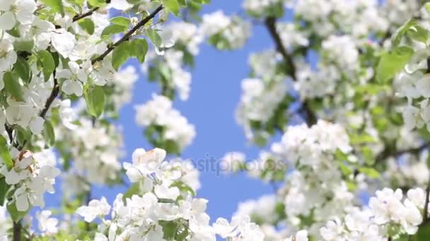 Blooming apple tree — Stock Video