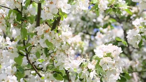 Albero di mele in fiore — Video Stock