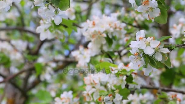 Blooming apple tree — Stock Video