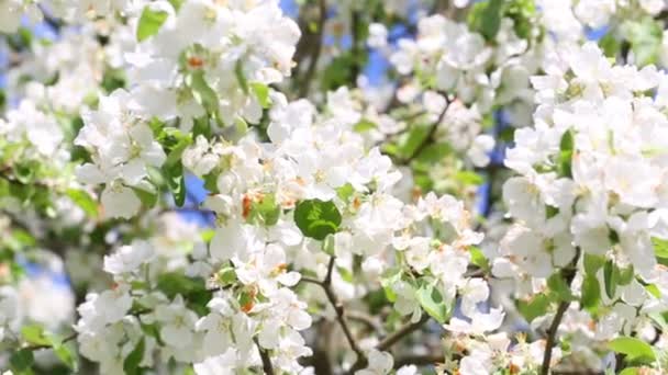 Blooming apple tree — Stock Video