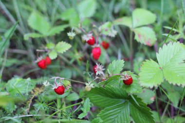 ormandaki yabani çilek