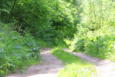 ormandaki kırsal yol