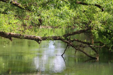 Küçük orman Nehri