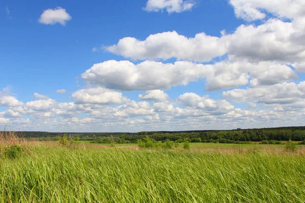 Campo de hierba y cielo azul — Foto de Stock