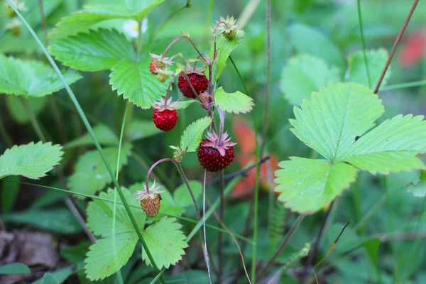 在森林中的野生草莓 — 图库照片
