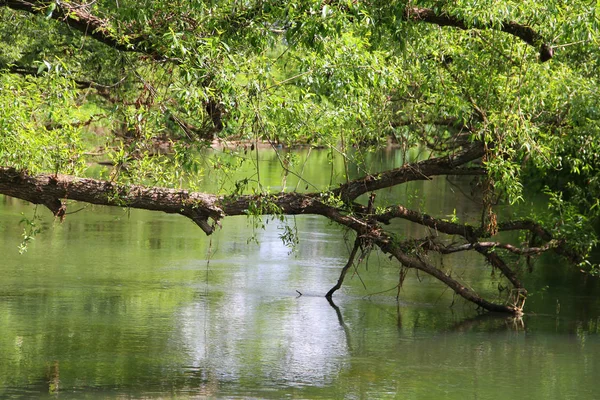Mały las rzeka — Zdjęcie stockowe