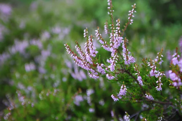 Flowering heather plant — Stock Photo, Image