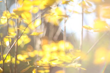 Sarı sonbahar yaprakları