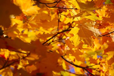 sonbahar yaprakları arka plan