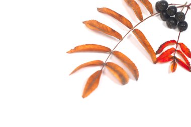 Sonbahar yaprakları beyazda