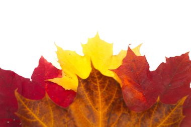 Sonbahar yaprakları beyazda