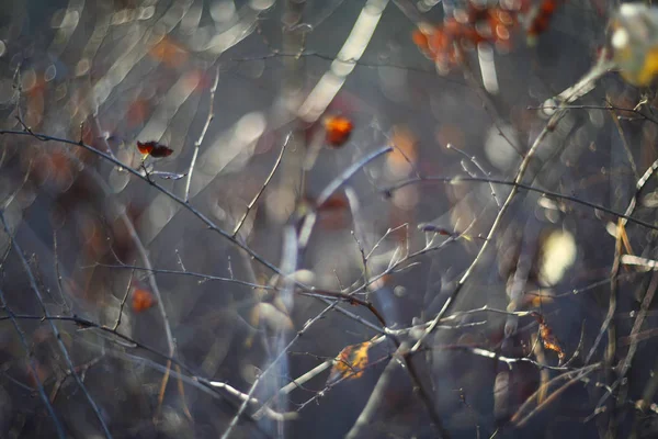 Floresta de outono fundo abstrato — Fotografia de Stock