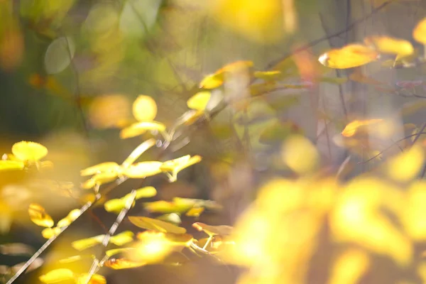 黄色の秋を葉します。 — ストック写真
