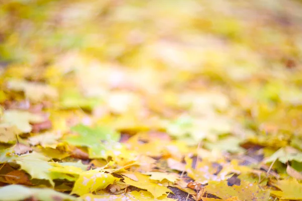Jesienne liście na ziemi — Zdjęcie stockowe
