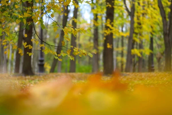 Paisagem do parque de outono — Fotografia de Stock