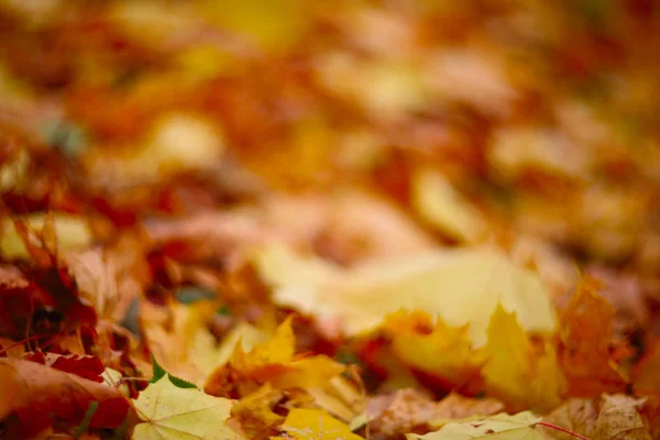 Herbstblätter am Boden — Stockfoto