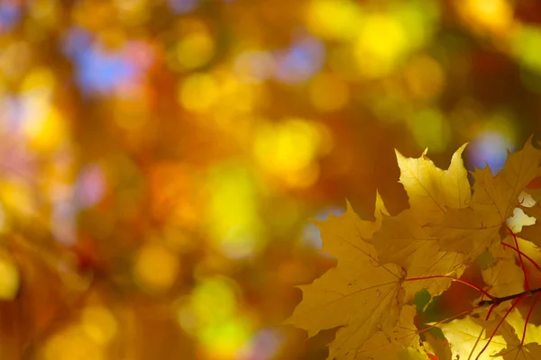 Autumn leaves background — Stock Photo, Image