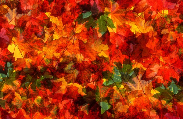 Autunno foglie sfondo — Foto Stock