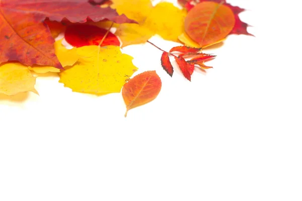 Foglie di autunno su bianco — Foto Stock