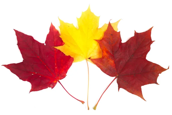 Hojas de otoño sobre blanco — Foto de Stock