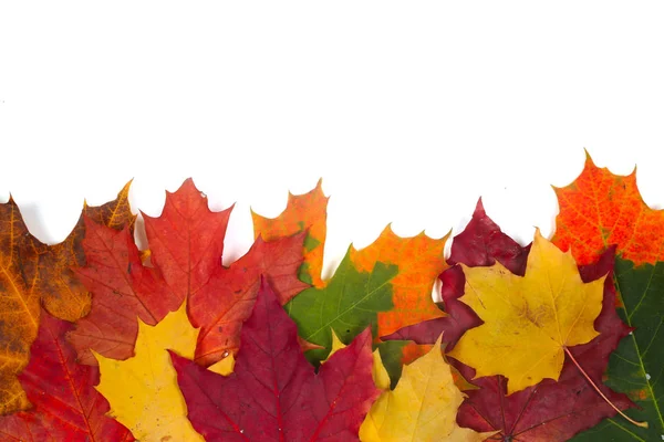 Folhas de outono em branco — Fotografia de Stock