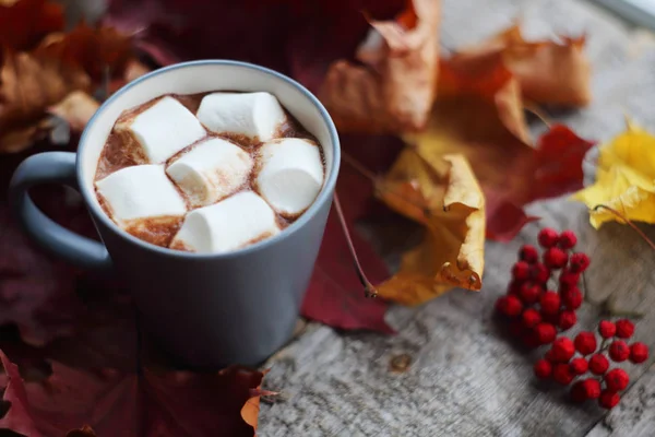 Hösten kakao med marshmellows — Stockfoto