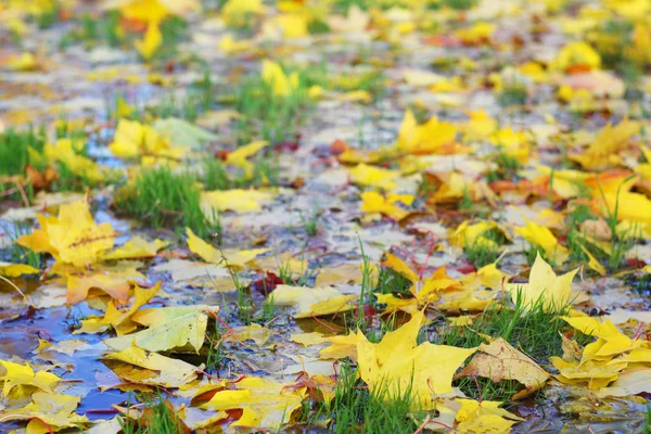 Feuilles d'automne sur le sol — Photo