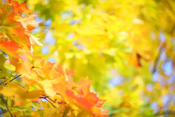 Sárga őszi háttér — Stock Fotó