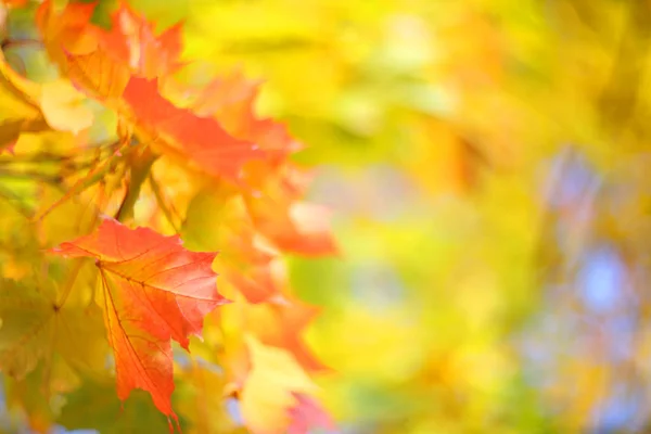 Yellow autumn background — Stock Photo, Image