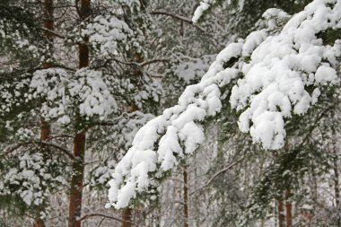 Kar altında kış parkı