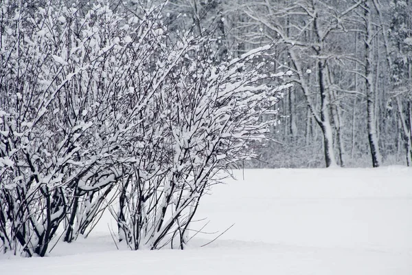 Winter park in snow — Stock Photo, Image