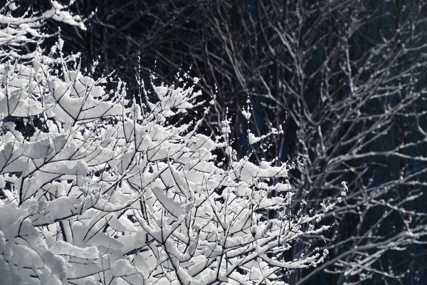 Filialer täckta med snö — Stockfoto
