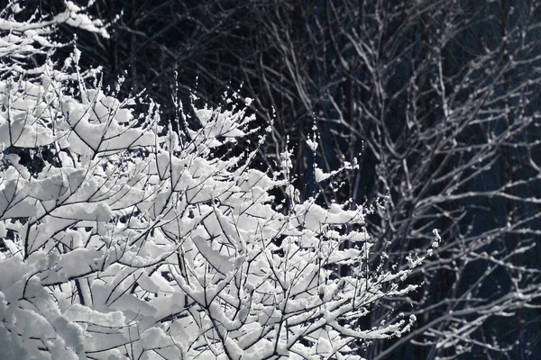 Äste mit Schnee bedeckt — Stockfoto