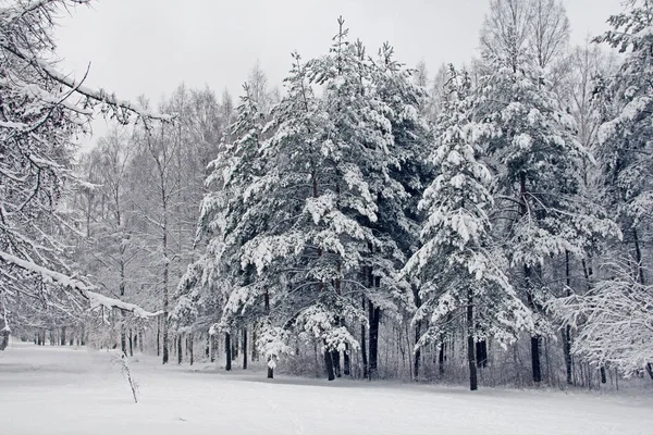 Parco invernale sulla neve — Foto Stock