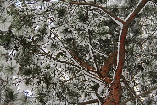 Parque de invierno en nieve — Foto de Stock