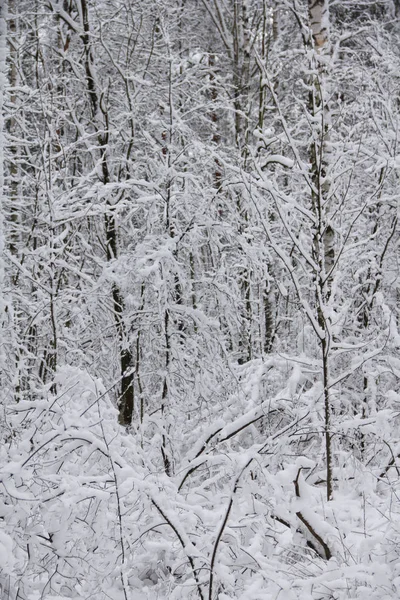 Parco invernale sulla neve — Foto Stock