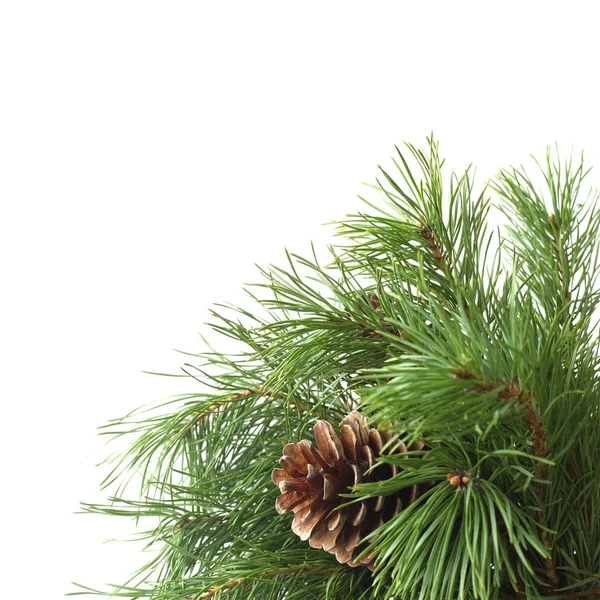 Pine tree on white — Stock Photo, Image