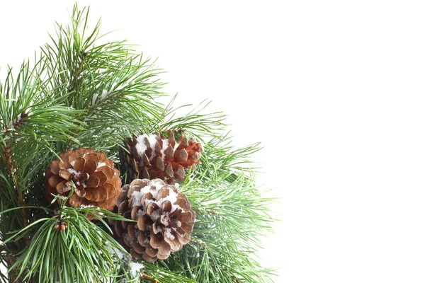 Pine tree on white — Stock Photo, Image